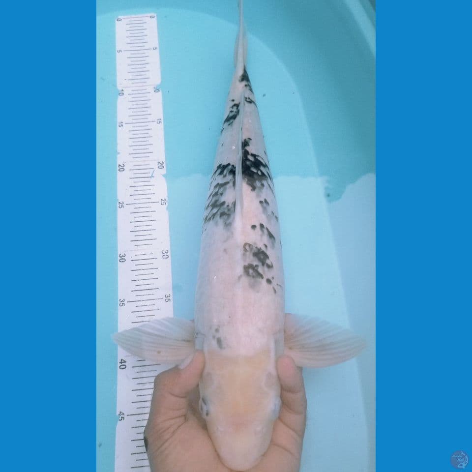 SIRO BEKO 48CM