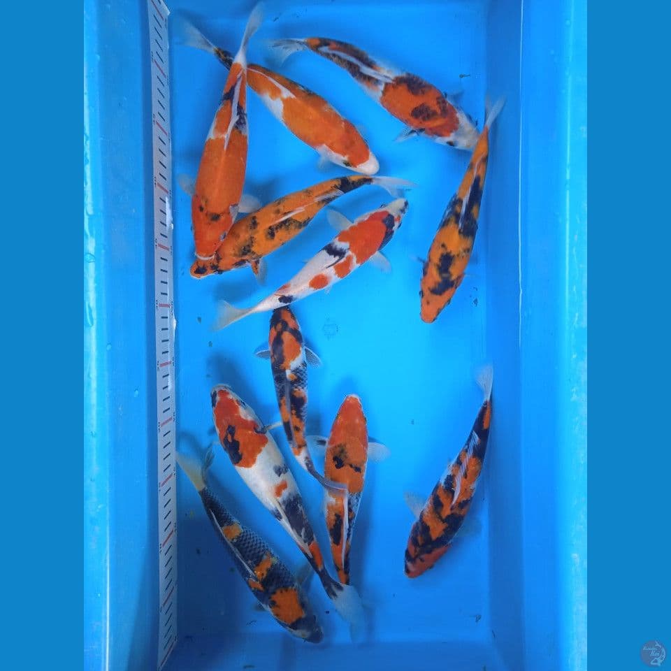showa 20-23cm