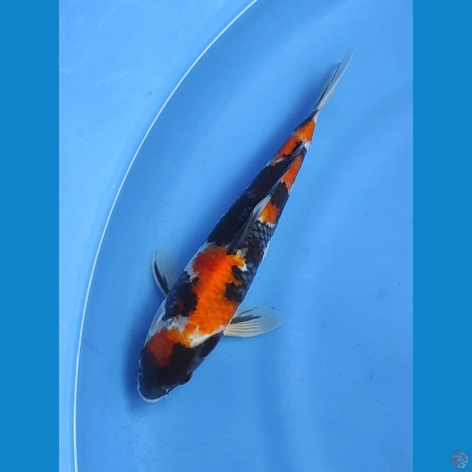 25cm