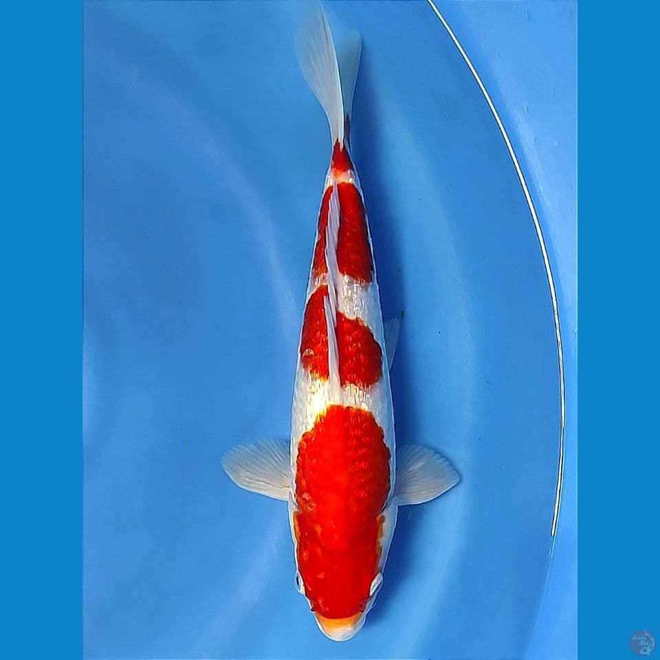 ginrin 32cm