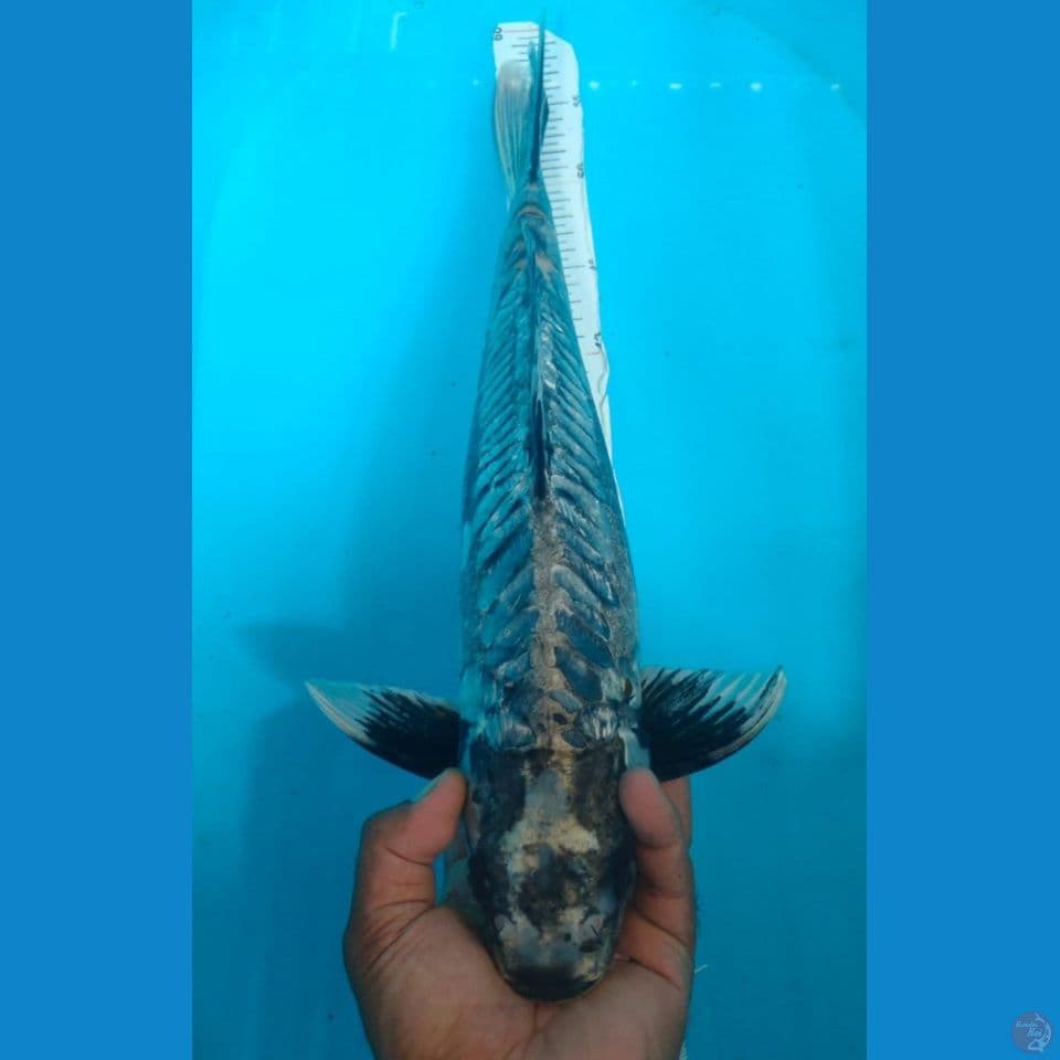 KAWARIMONO 48CM
