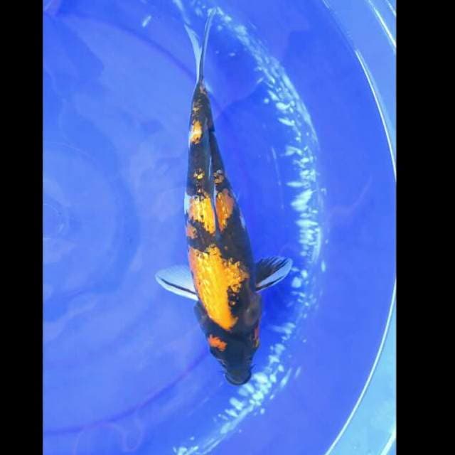 Ki Showa Full Ginrin Uniq Female - 33cm