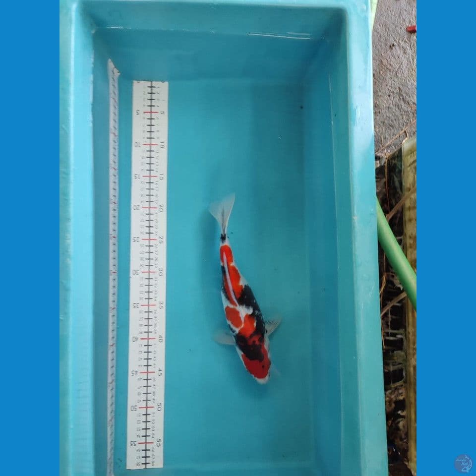 SHOWA 28CM FEMALE