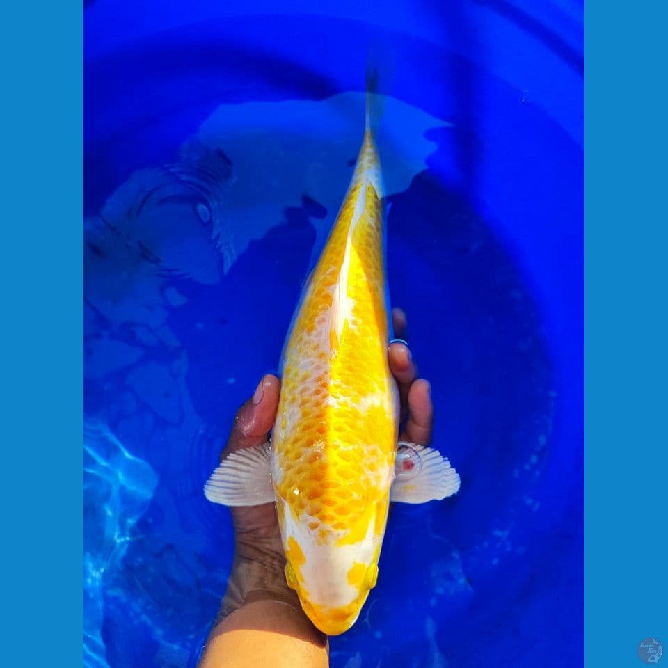 Hariwake 37 cm. body Hot