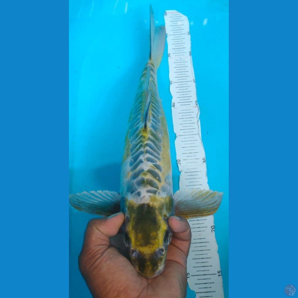 KAWARIMONO 48CM