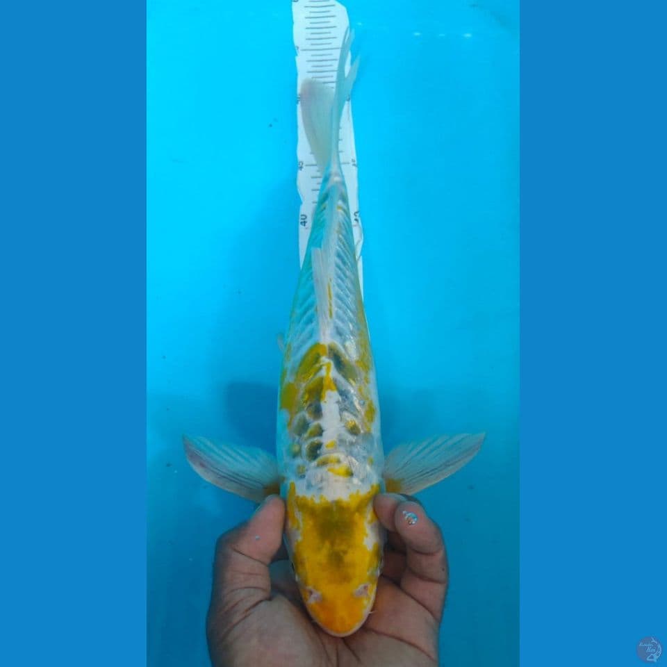 KAWARIMONO 40CM