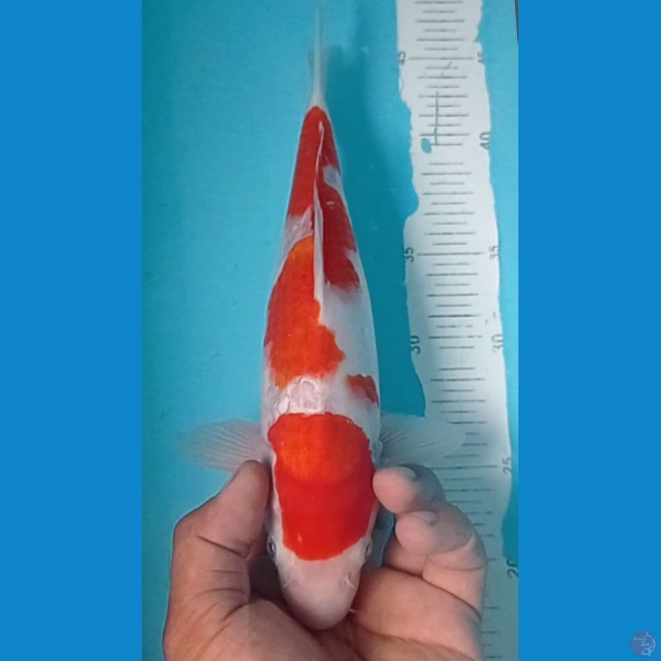 KOHAKU 29CM