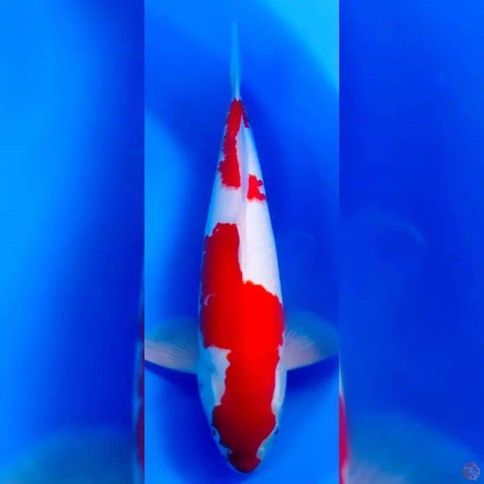 kohaku 45cm male