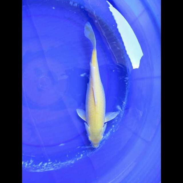 Karasigoi Penjinak - 36cm