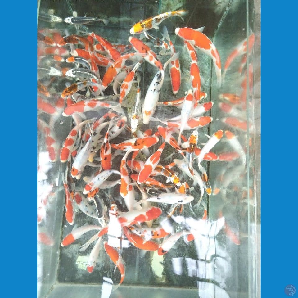 paket 80ekor