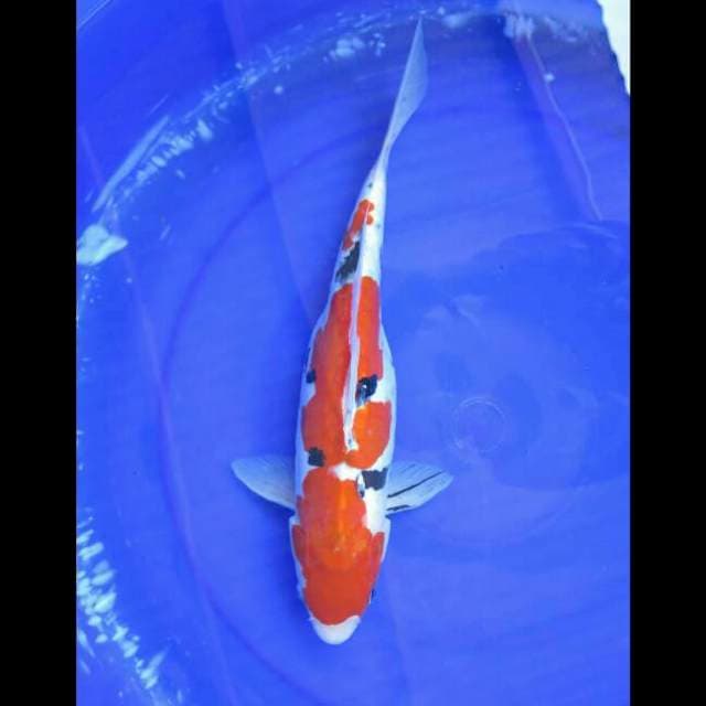 Sanke Doitsu Jumbo Female - 38cm