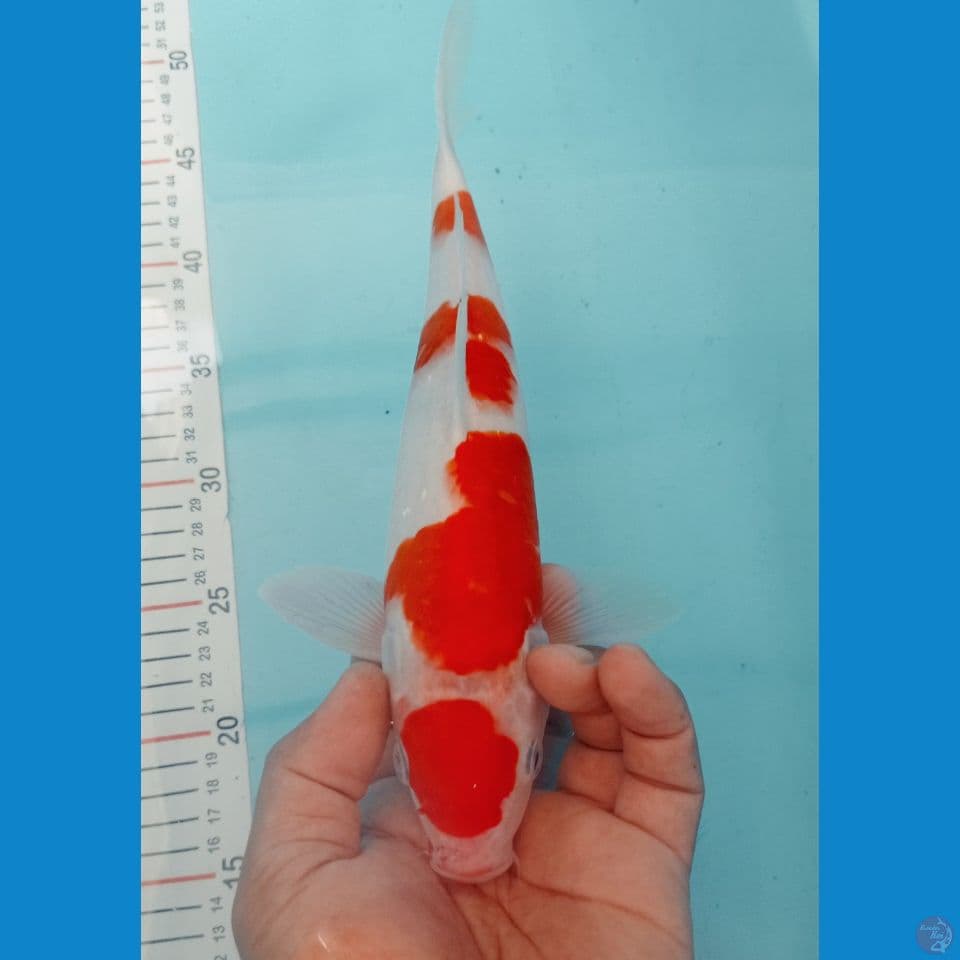KOHAKU 31CM