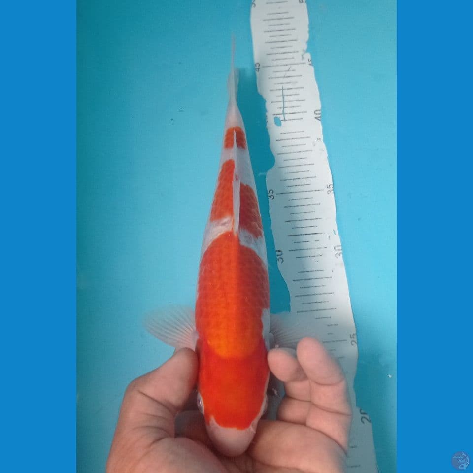 KOHAKU 27CM