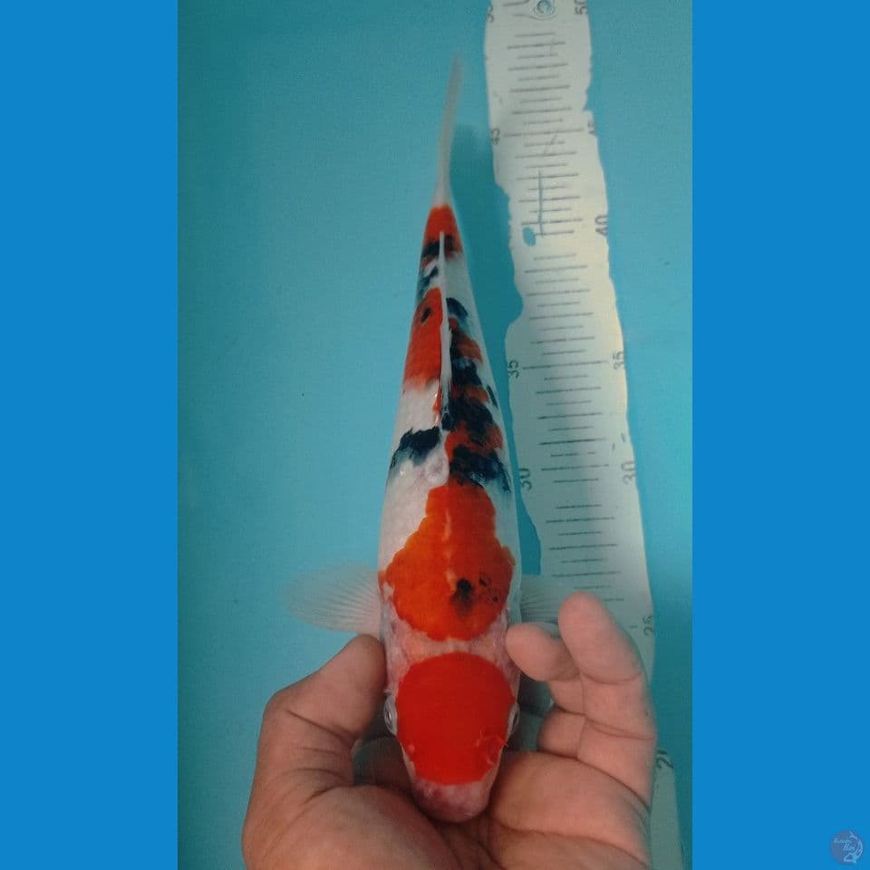 SANKE MARU 28CM