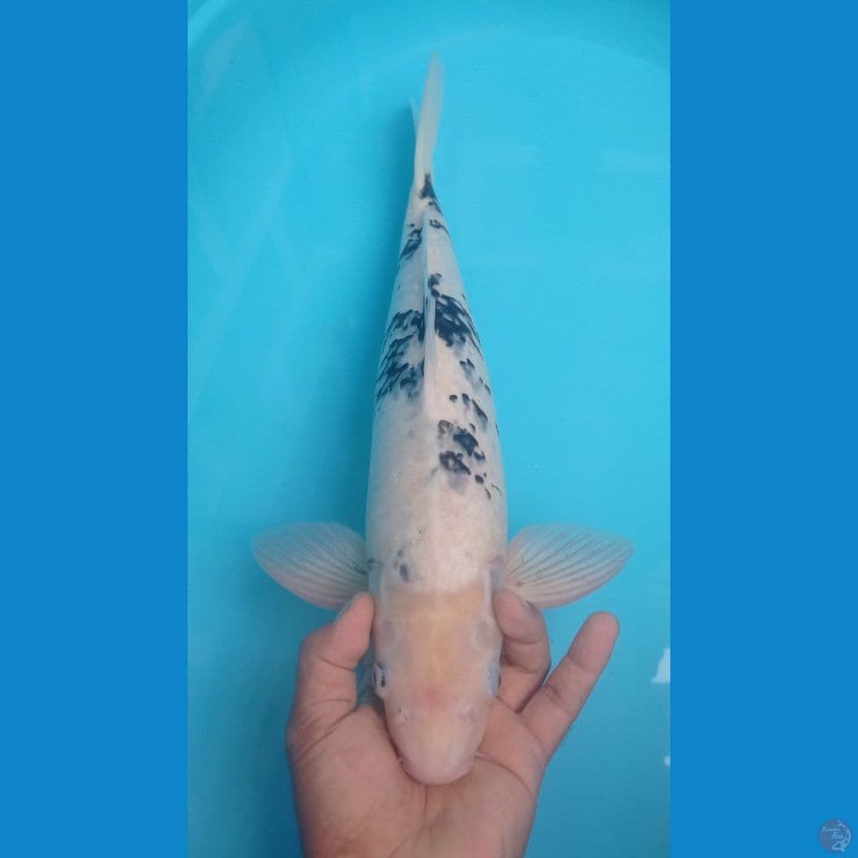 SIRO BEKO 48CM