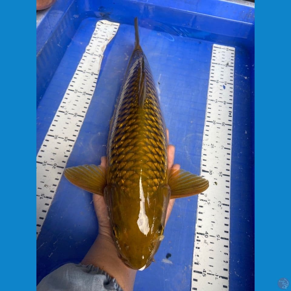 v4 midori 43 jantan