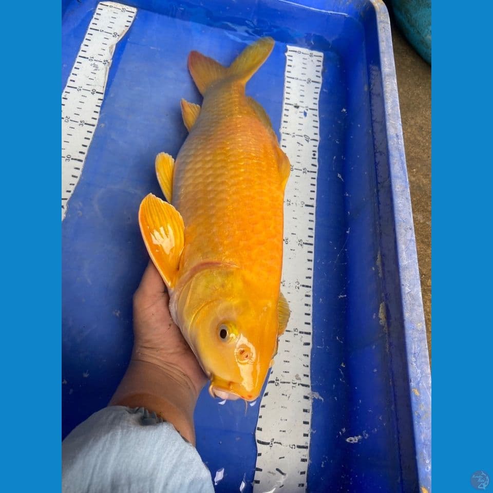 v4; karashi 46 male
