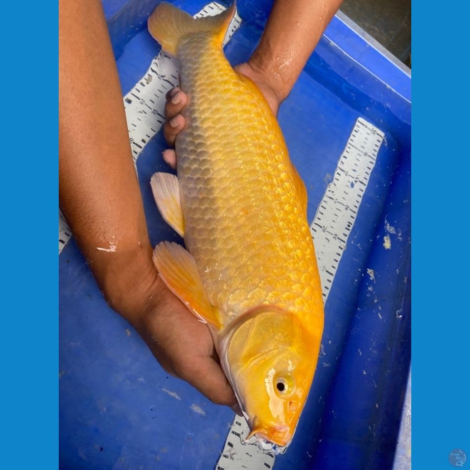v4 50bu karasi male