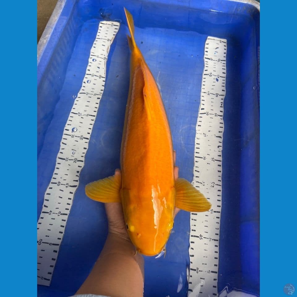 v4 ; male karashi manggo 48