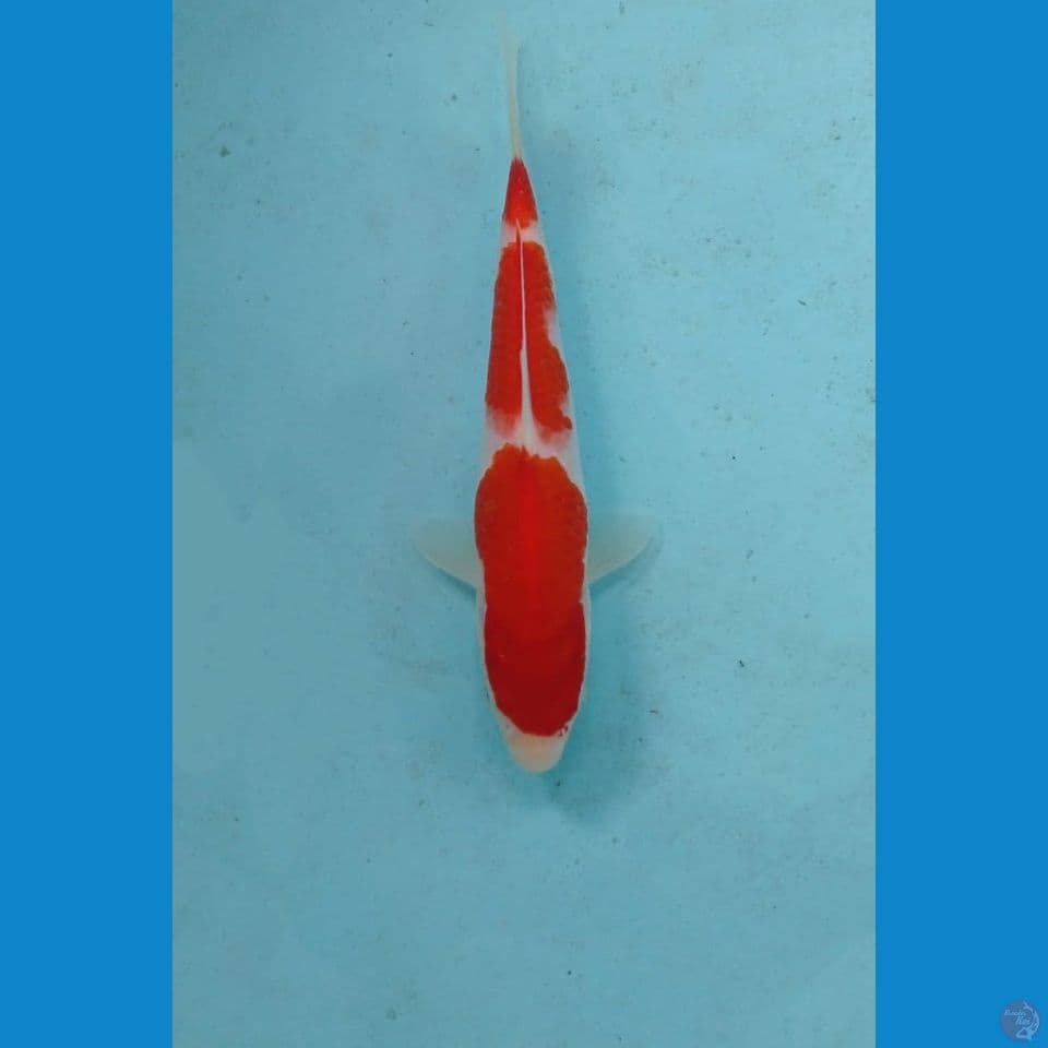 kohaku, 19 cm