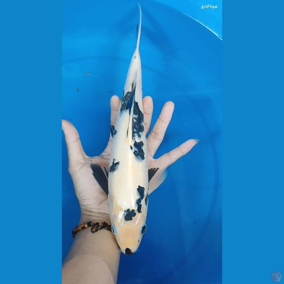 shiro male 32 cm