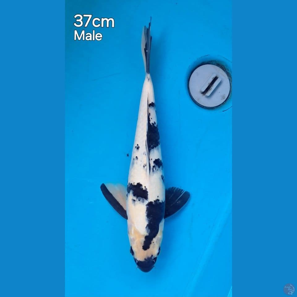 shiro 37male