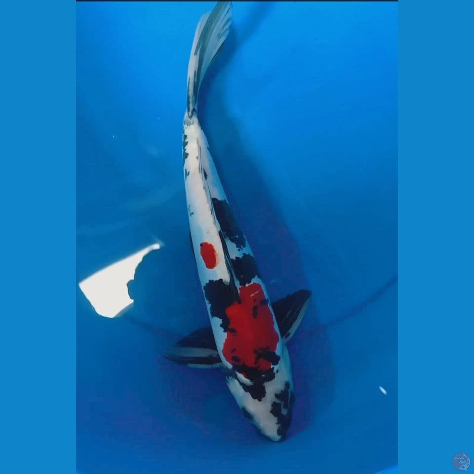 showa doitsu 36 cm