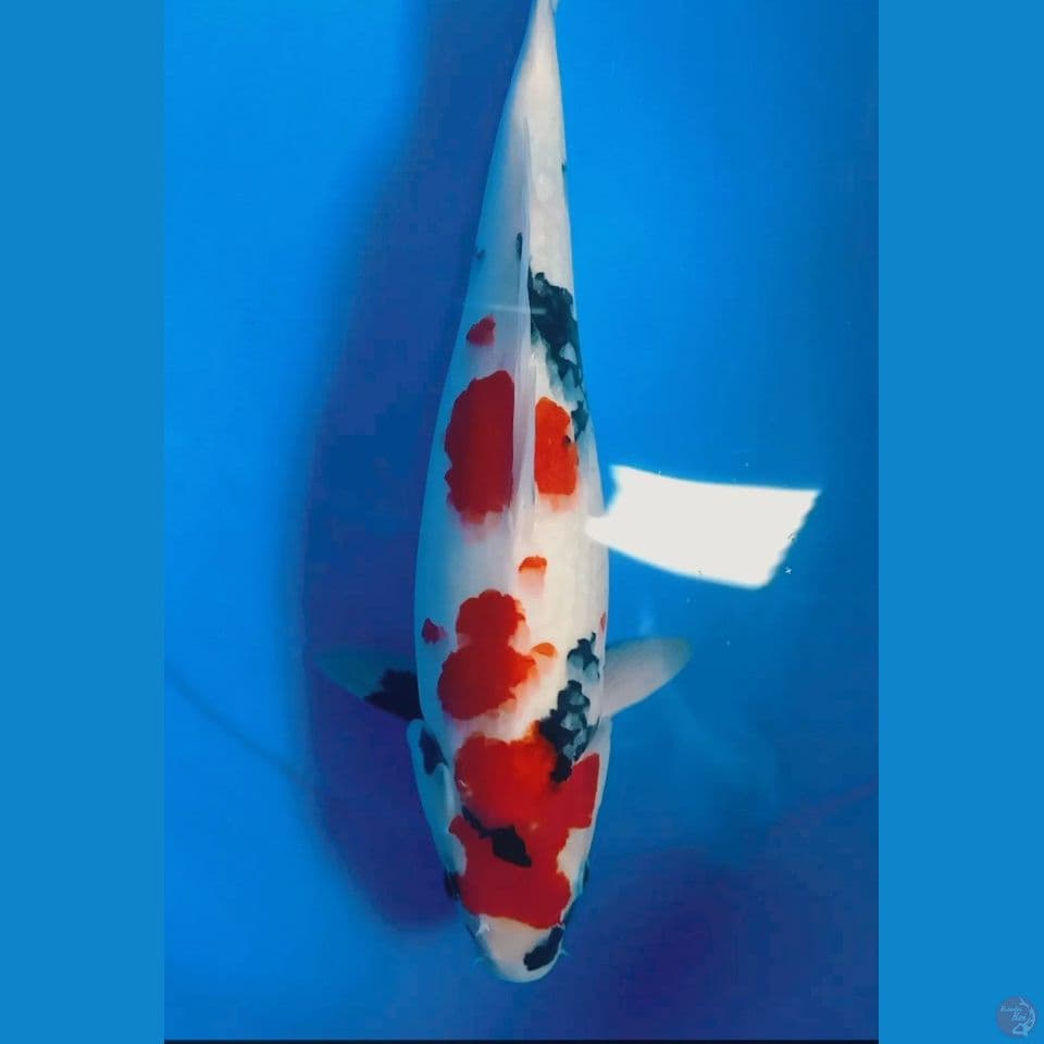showa 36 cm