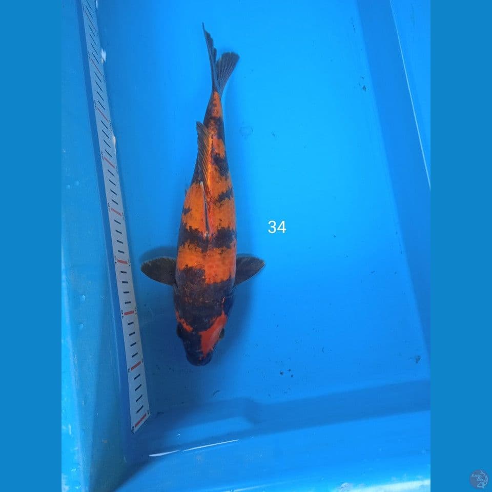 hiutsuri 34cm