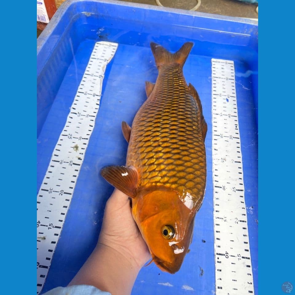 v5; chagoi 41 punuk