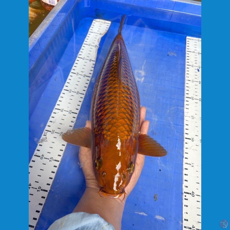v5 ; chagoi 41 cm