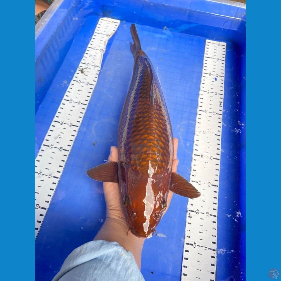 v5 ;chagoi punuk 40 cm