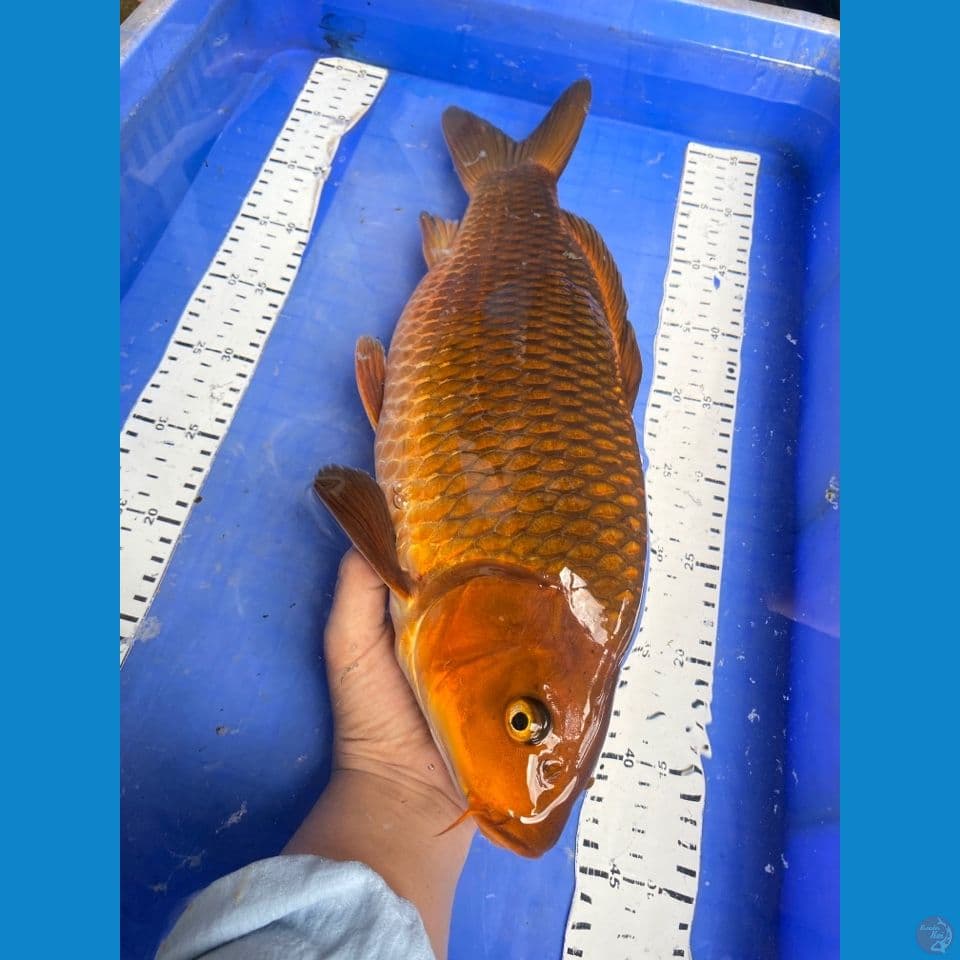 v5; chagoi 42 punuk