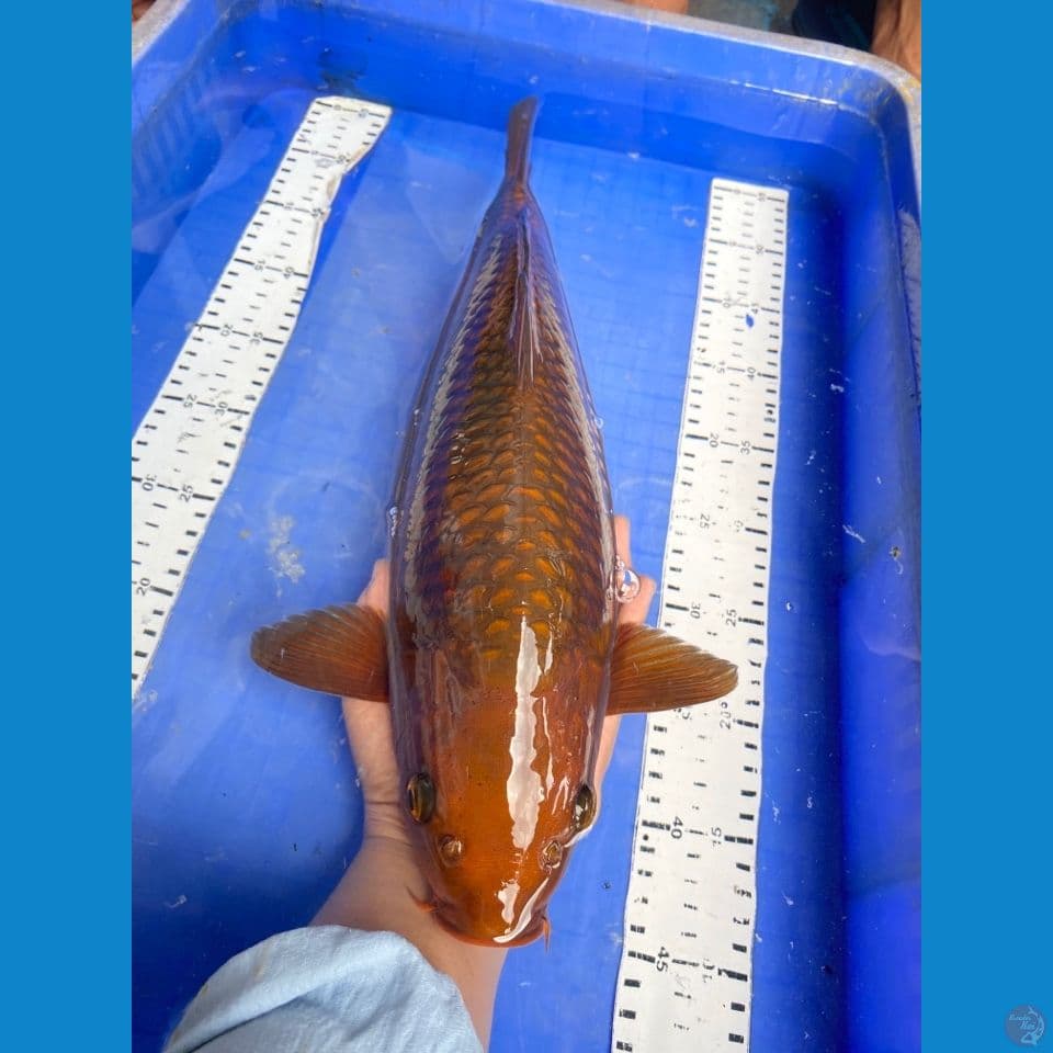 v5; chagoi 42 punuk