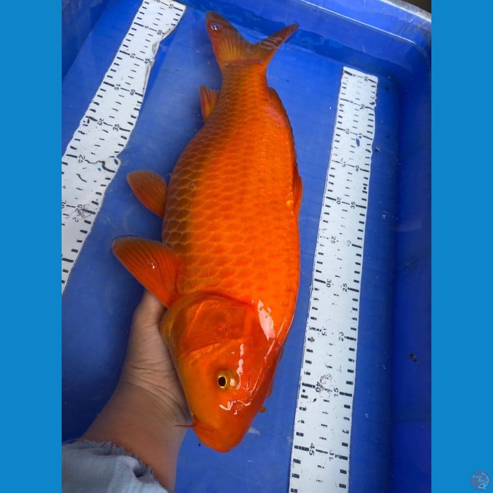v5;red punuk 43