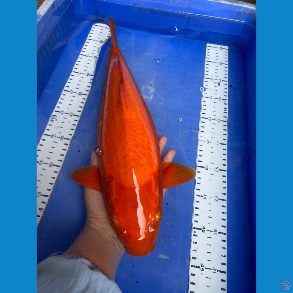 v5;red punuk 43