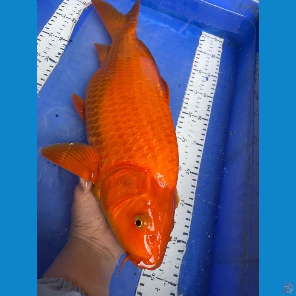 v5 karashi punuk44