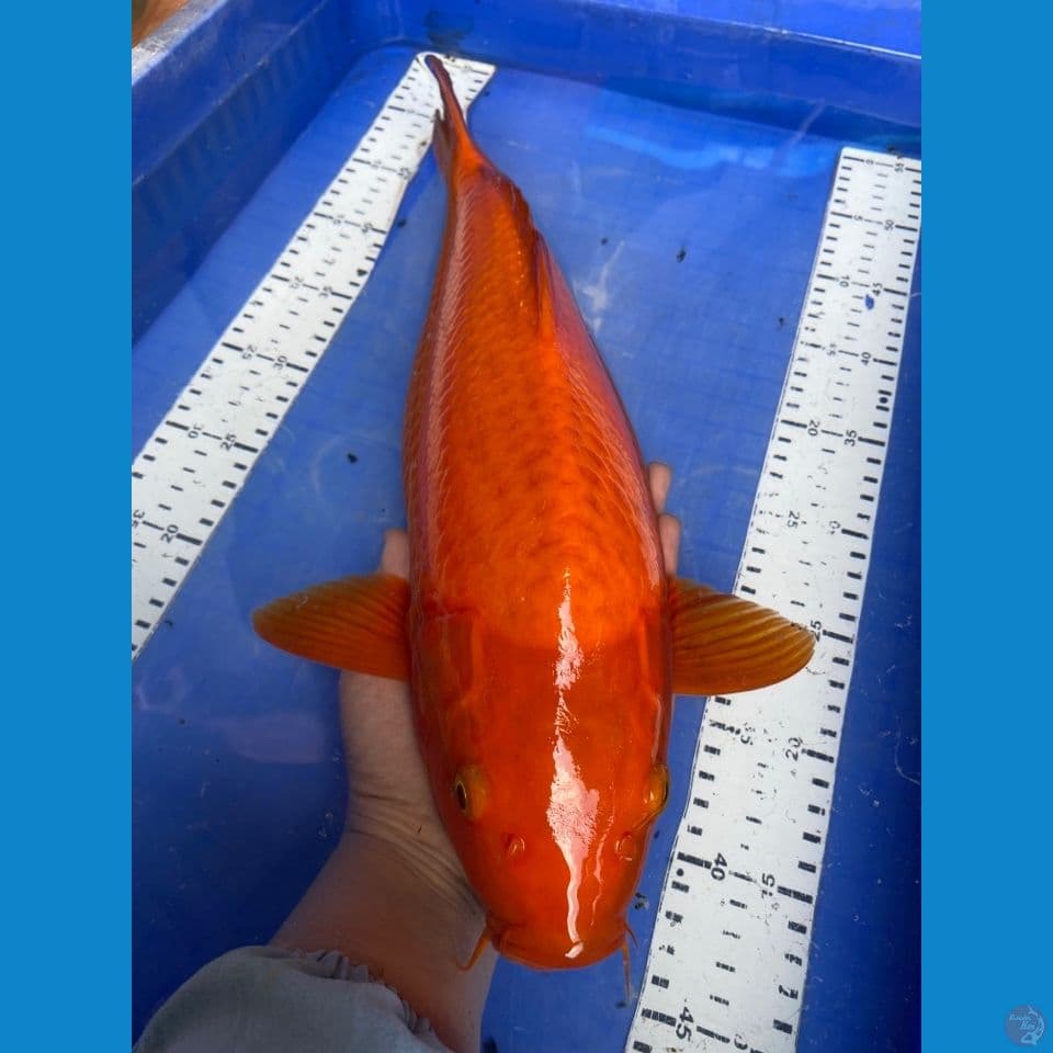 v5 karashi punuk44
