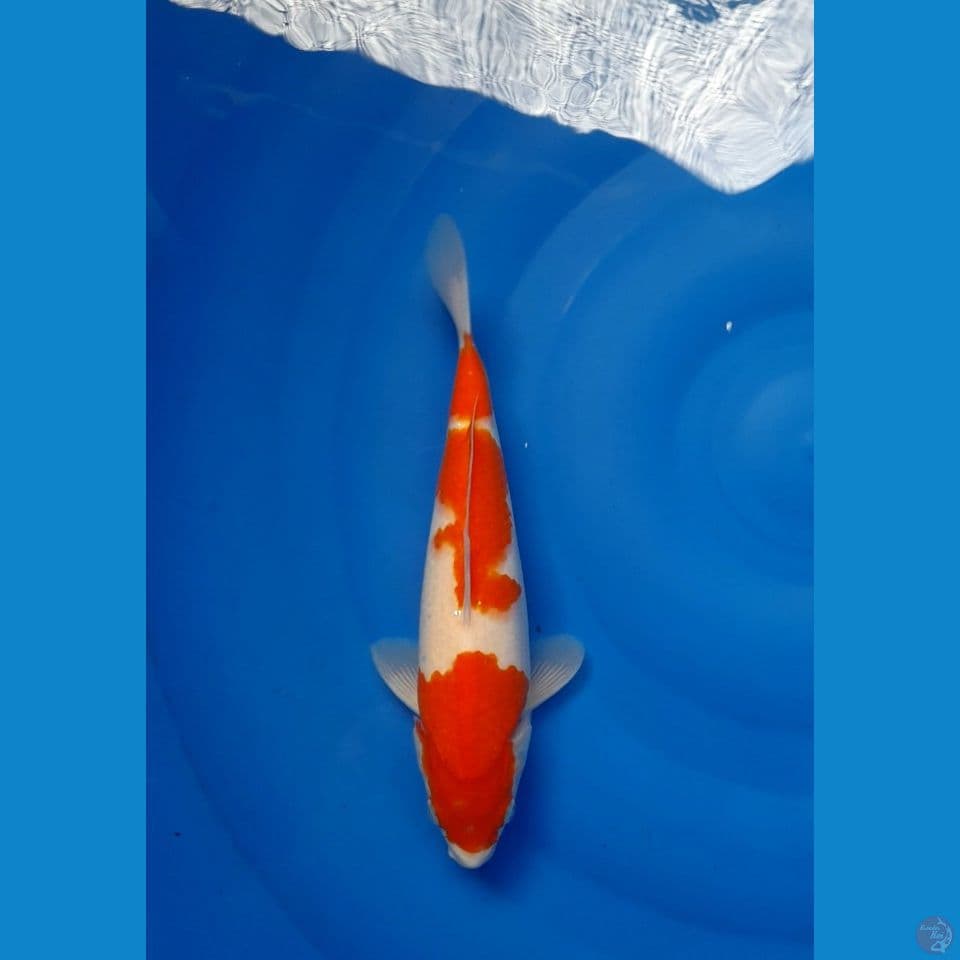 Kohaku Akf