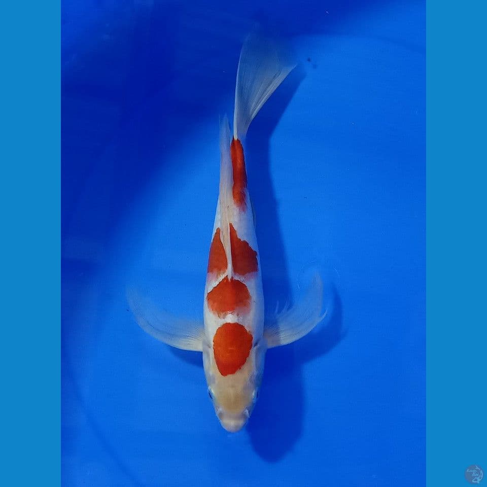 KOHAKU SLEYER 33 CM