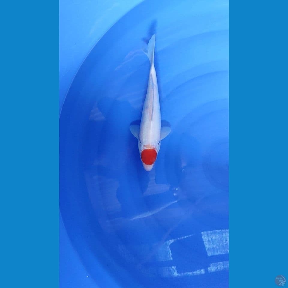 Tancho Kohaku 30 bu