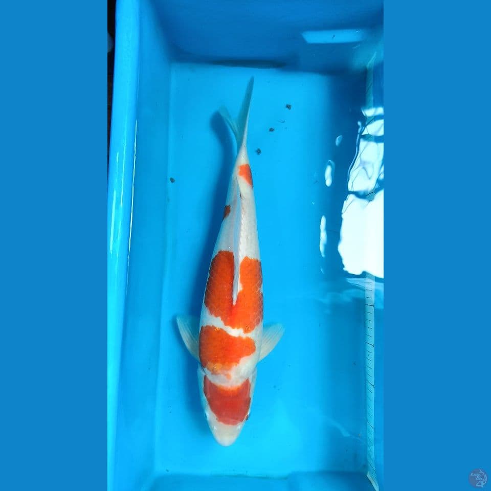 Kohaku AKF 47CM Male
