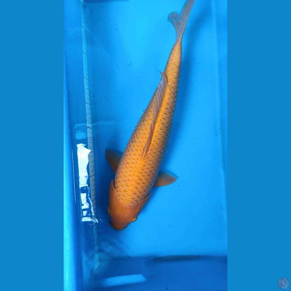 Caramel Female 50cm Ring Rapi