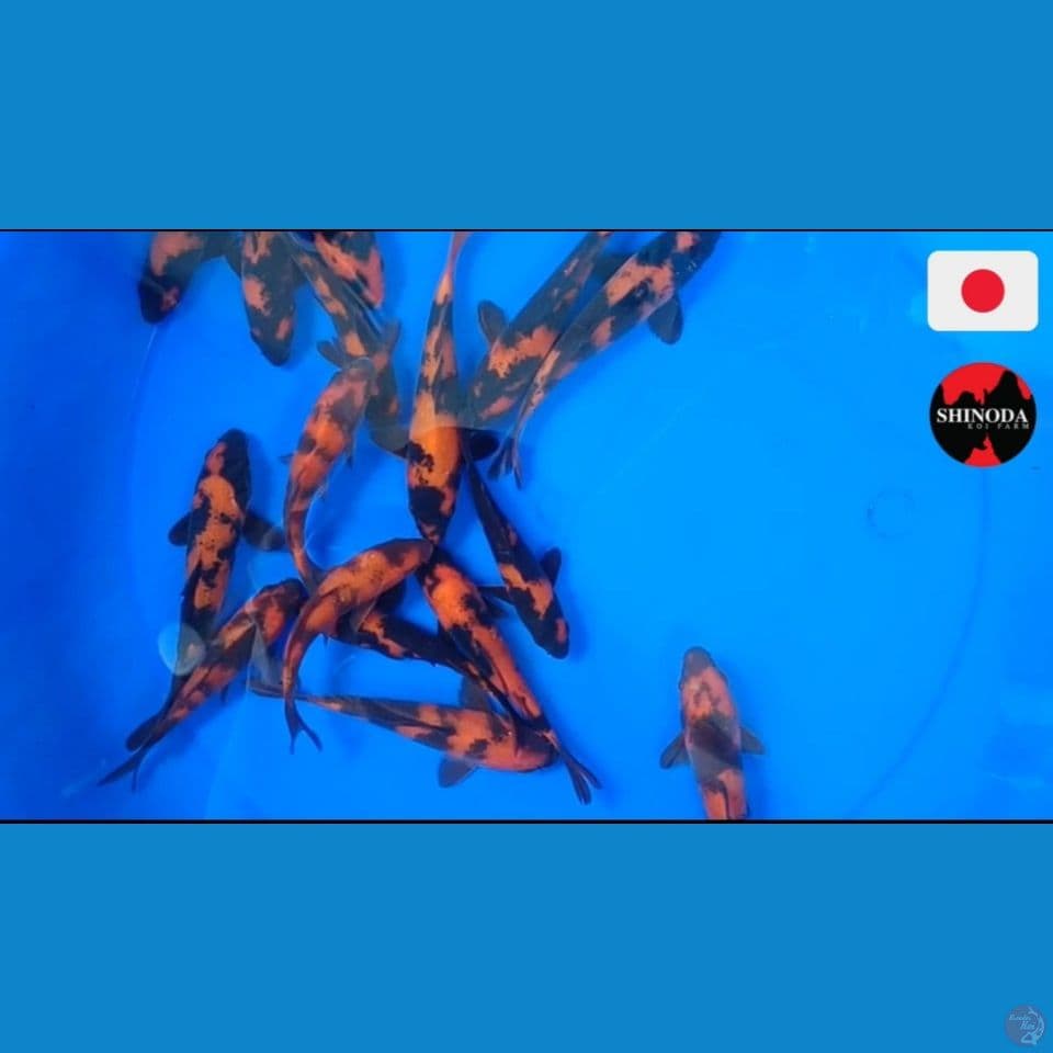 Utsuri 25bu import Shinoda Random