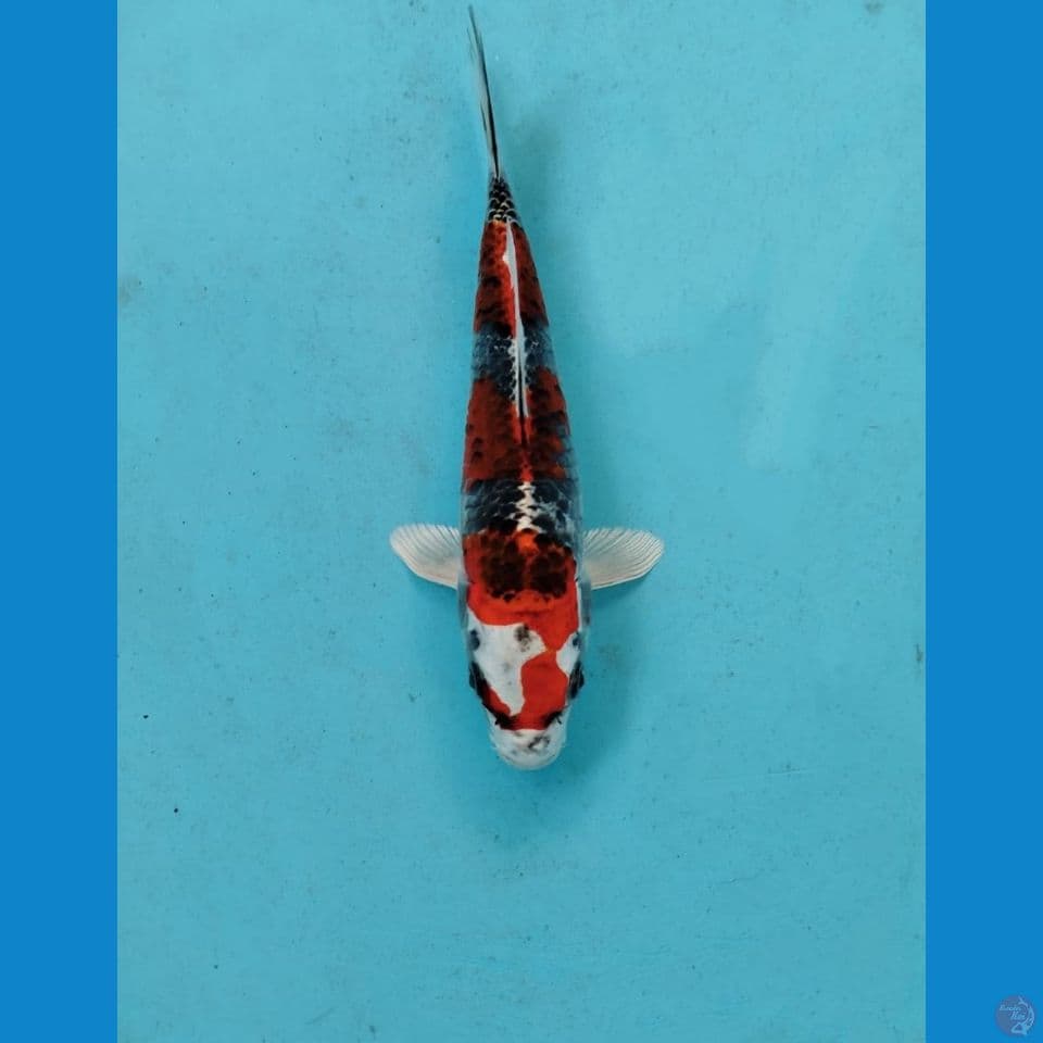 Kujaku 20cm