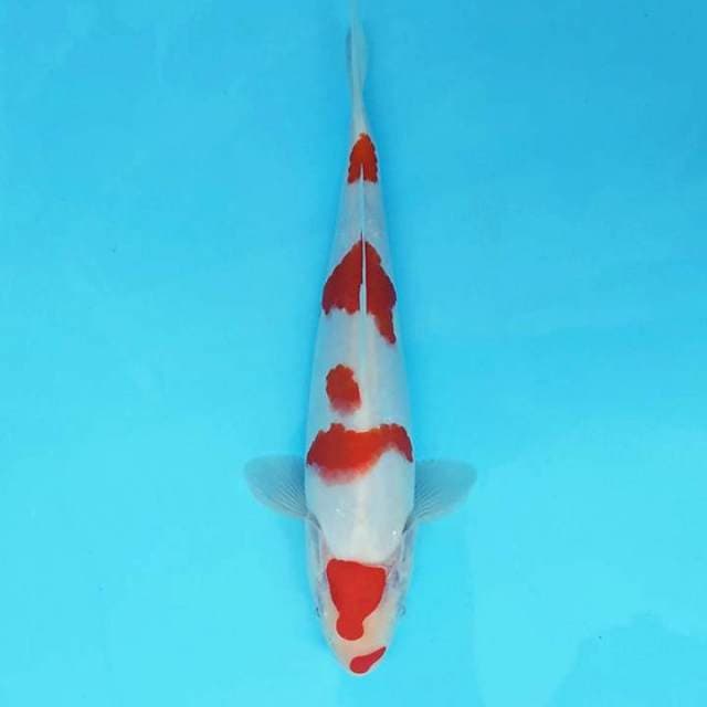 TROYA 12 ~ KOHAKU KCBNI,-
