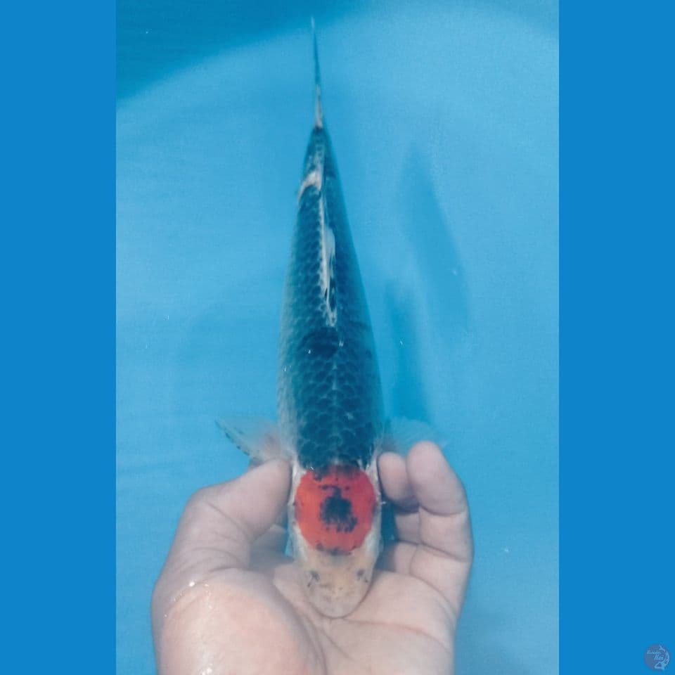 TANCHO 27CM