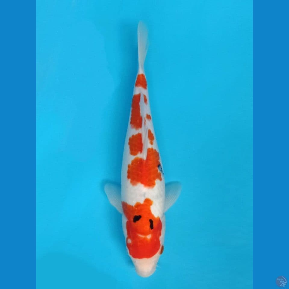 Sanke 34cm