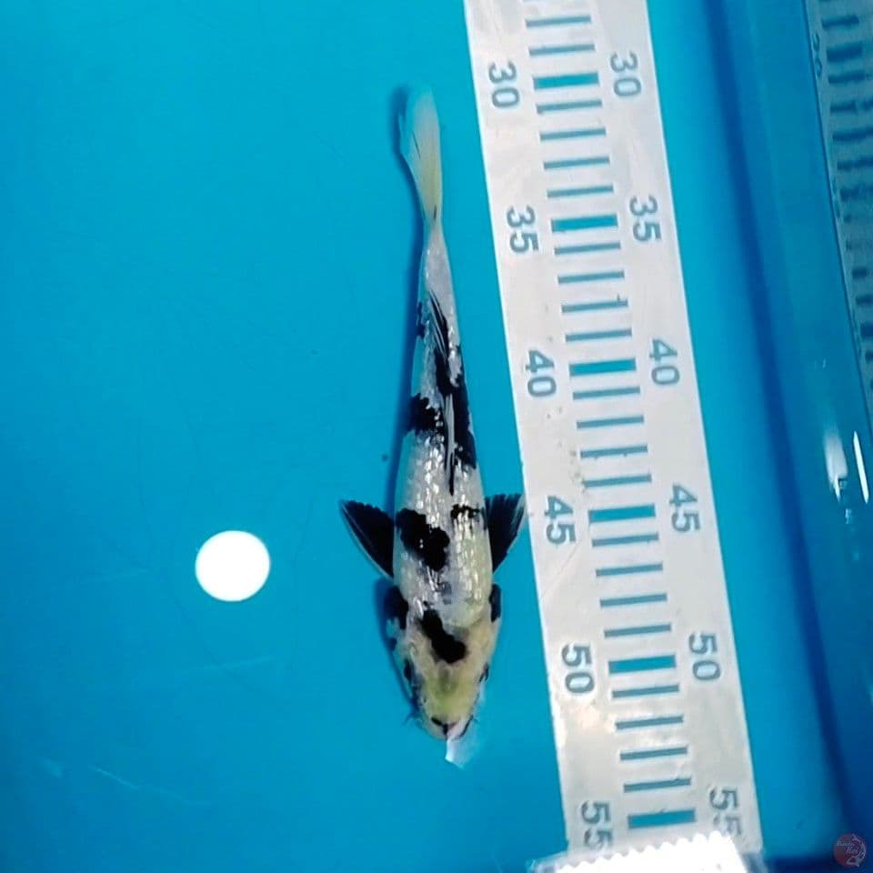 shiro ginrin bahan top 22cm