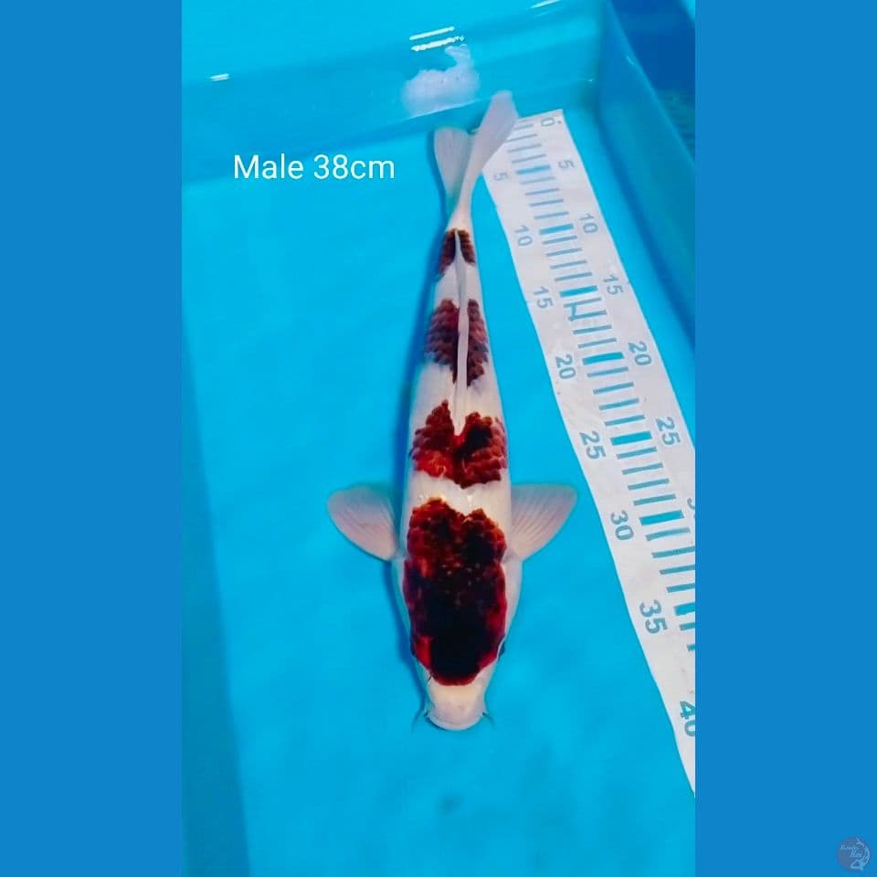 goromo male 38cm orijinal